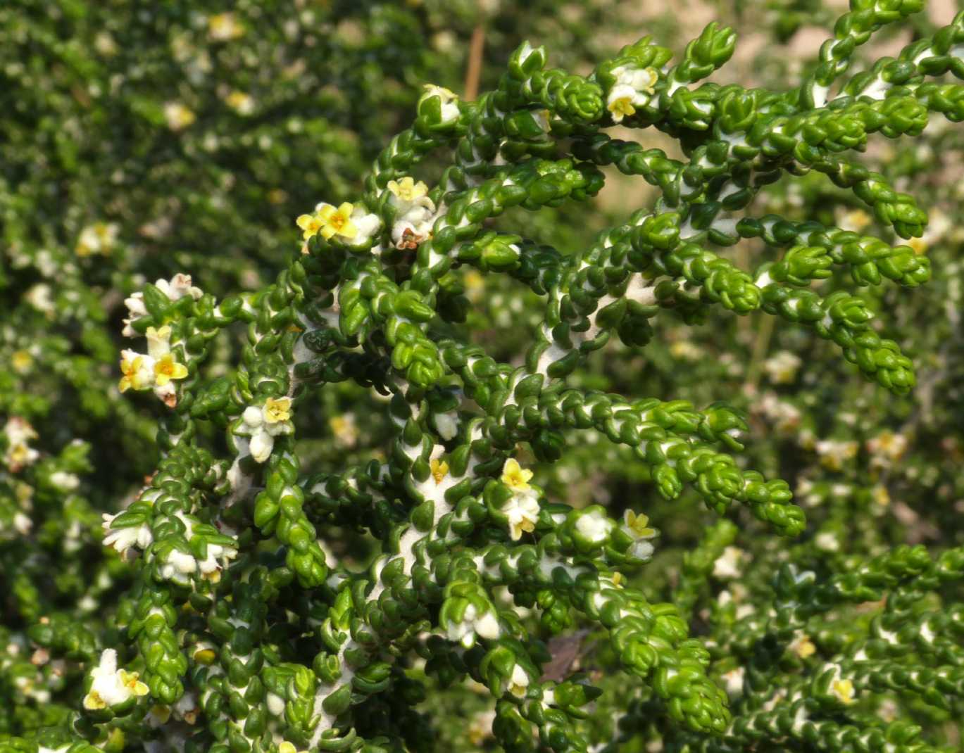Thymelaea hirsuta / Timelea barbosa